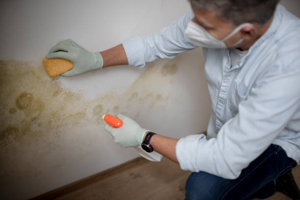 Best Residential Mold Removal  in Farmington, MO